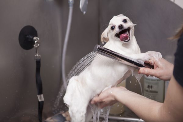 Happy cute small dog enjoying being washed at grooming salon. Veterinary, pet care concept