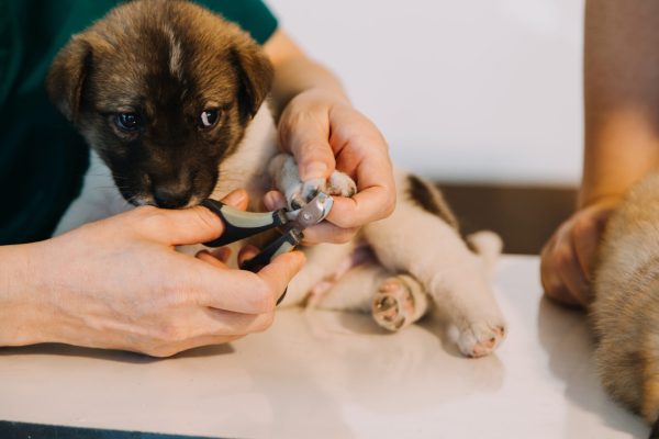 Checking the breath. Male veterinarian in work uniform listening to the breath of a small dog with a phonendoscope in veterinary clinic. Pet care concept