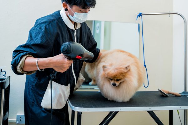 Groomer blow dry a Pomeranian dog after washing in at grooming salon.