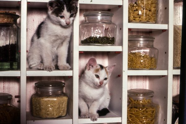 kittens-shelves-spices-kitchen.jpg